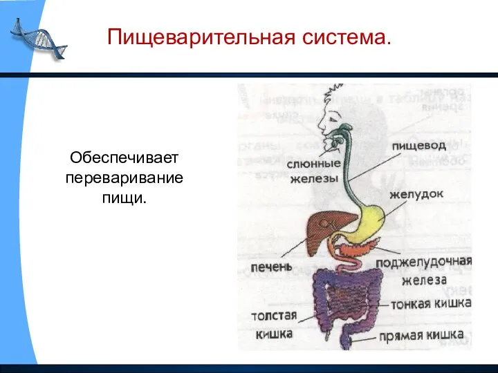 Пищеварительная система. Обеспечивает переваривание пищи.