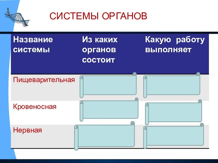 СИСТЕМЫ ОРГАНОВ