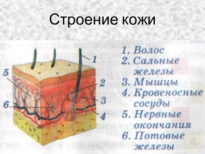 Строение кожи