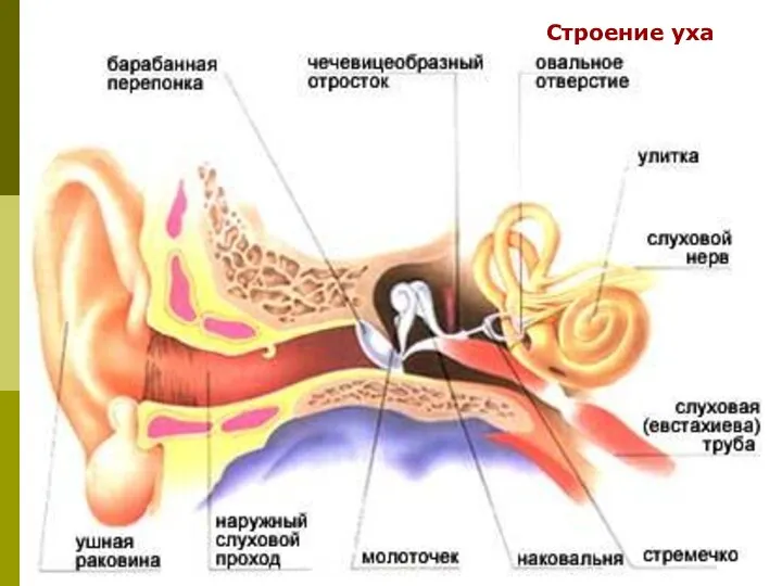 Строение уха