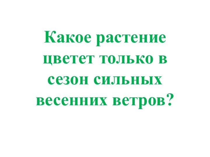 Какое растение цветет только в сезон сильных весенних ветров?