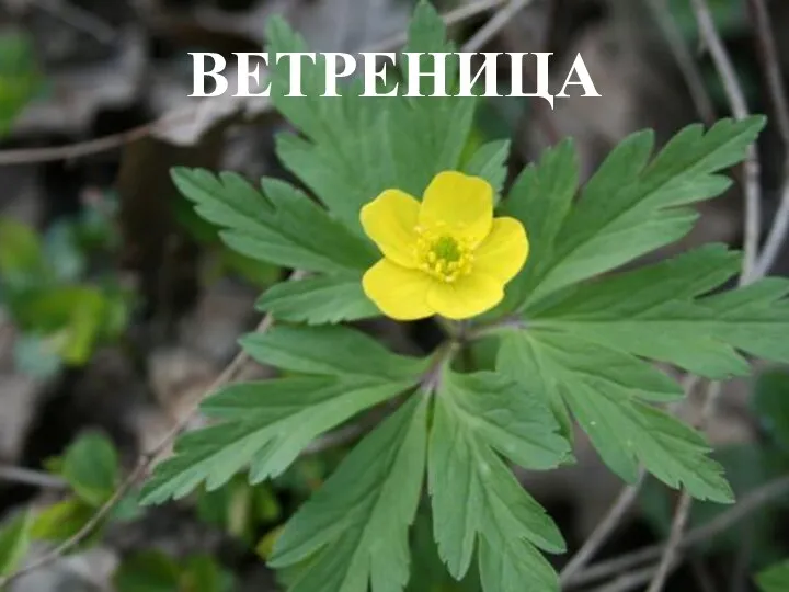 ВЕТРЕНИЦА