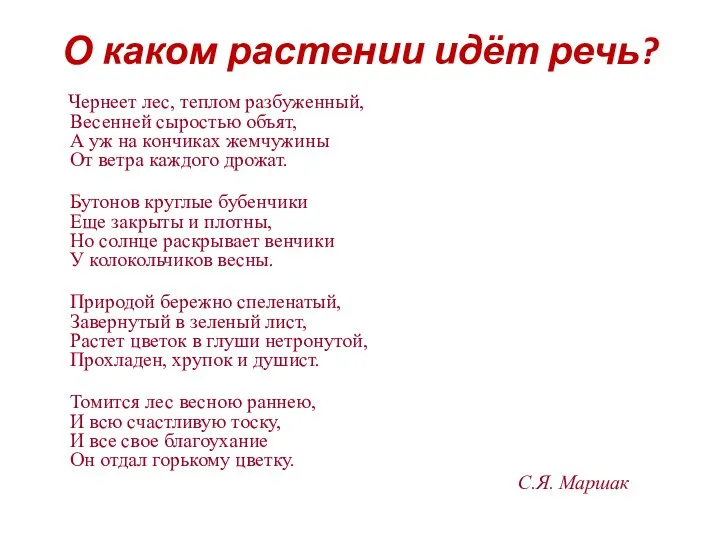 О каком растении идёт речь? Чернеет лес, теплом разбуженный, Весенней сыростью