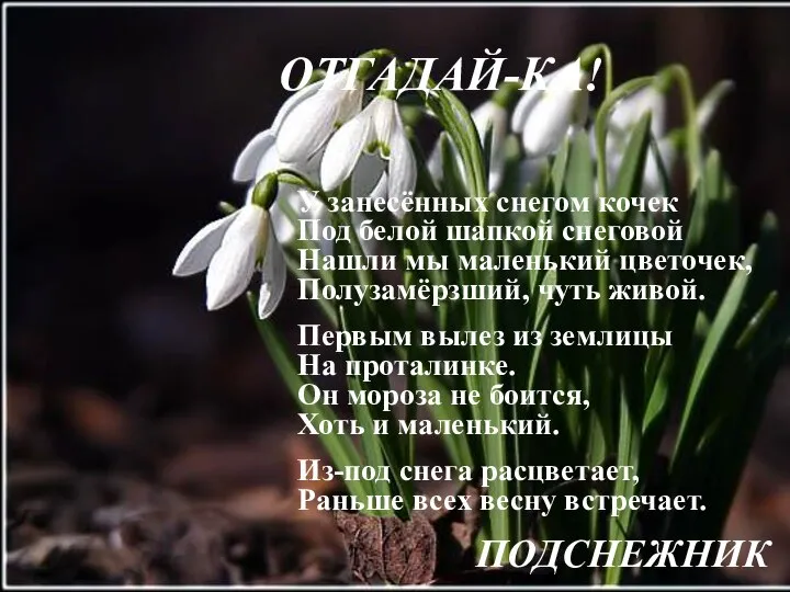 ОТГАДАЙ-КА! У занесённых снегом кочек Под белой шапкой снеговой Нашли мы