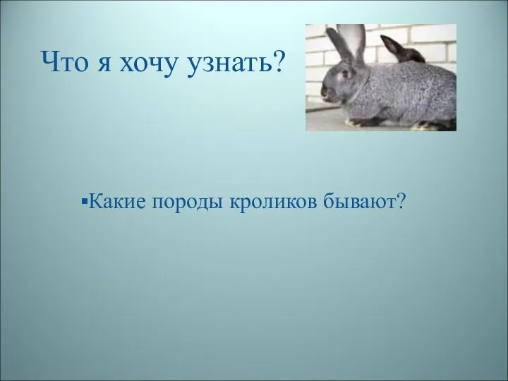 Что я хочу узнать? Какие породы кроликов бывают?