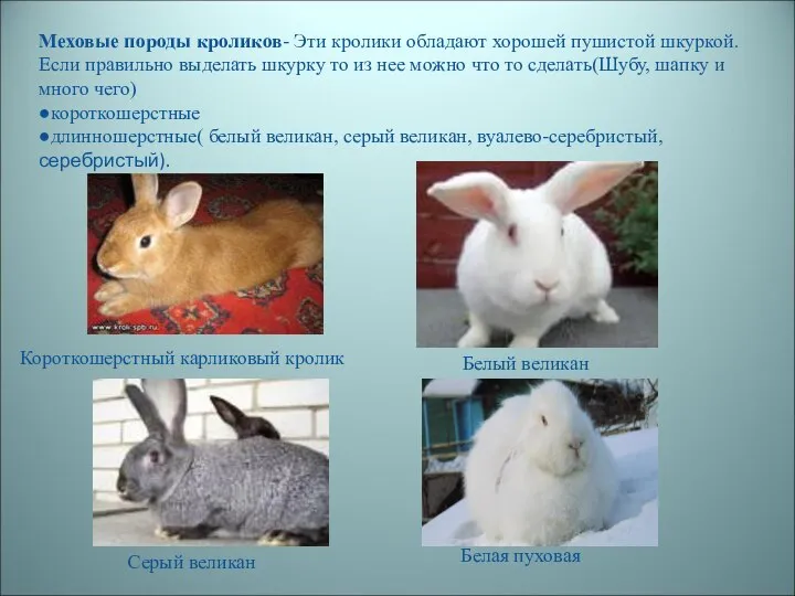 Меховые породы кроликов- Эти кролики обладают хорошей пушистой шкуркой. Если правильно