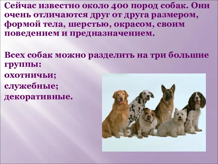 Сейчас известно около 400 пород собак. Они очень отличаются друг от