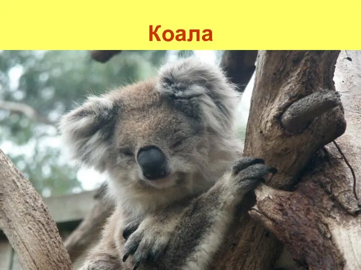 Коала