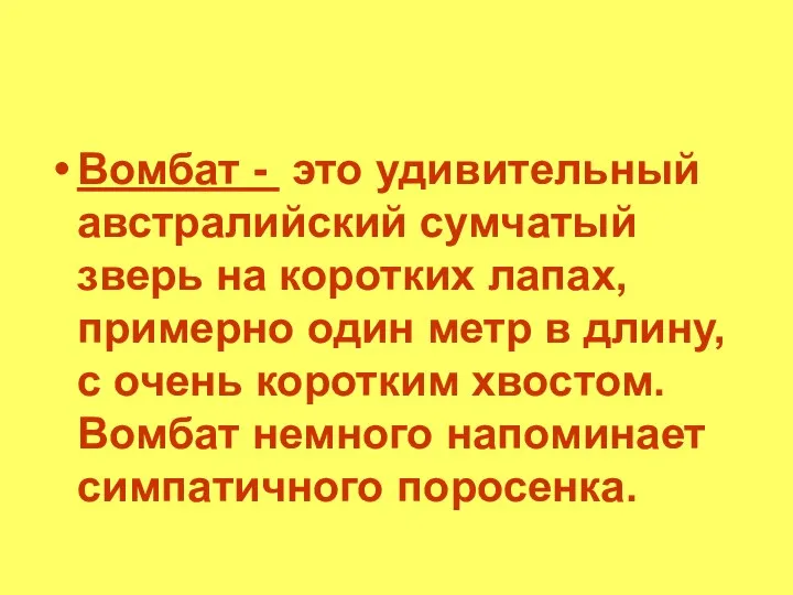 Вомбат - это удивительный австралийский сумчатый зверь на коротких лапах, примерно