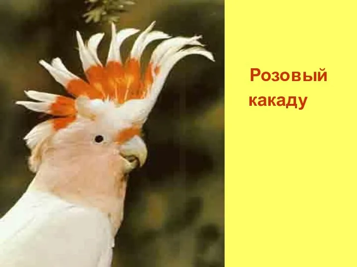 Розовый какаду