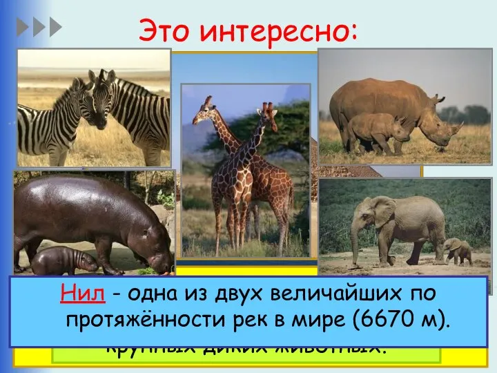 Это интересно: Египетские пирамиды - представляют собой огромные каменные сооружения, которые