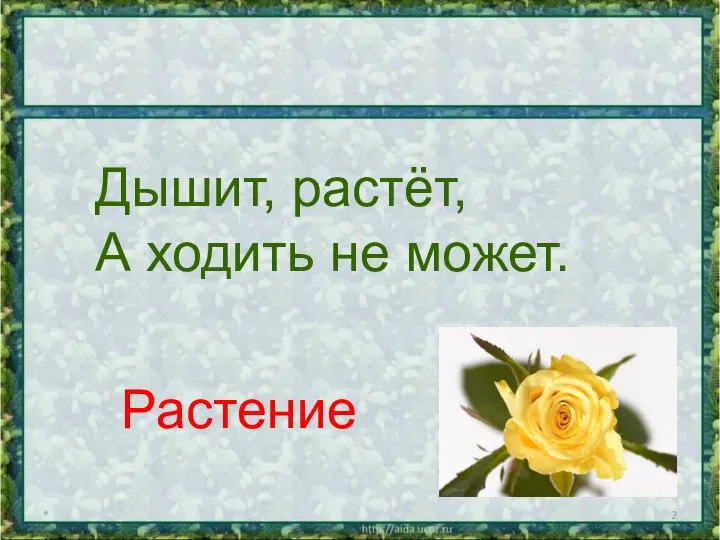 * Дышит, растёт, А ходить не может. Растение