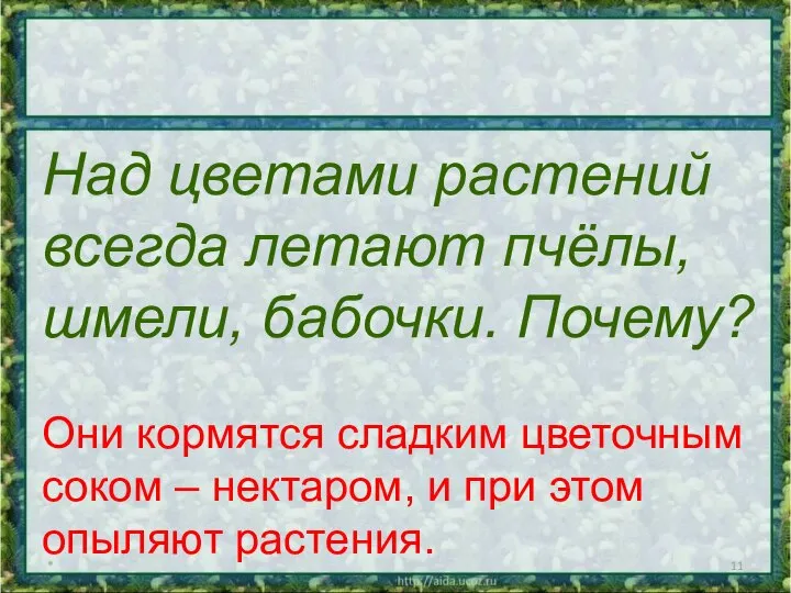 * Над цветами растений всегда летают пчёлы, шмели, бабочки. Почему? Они