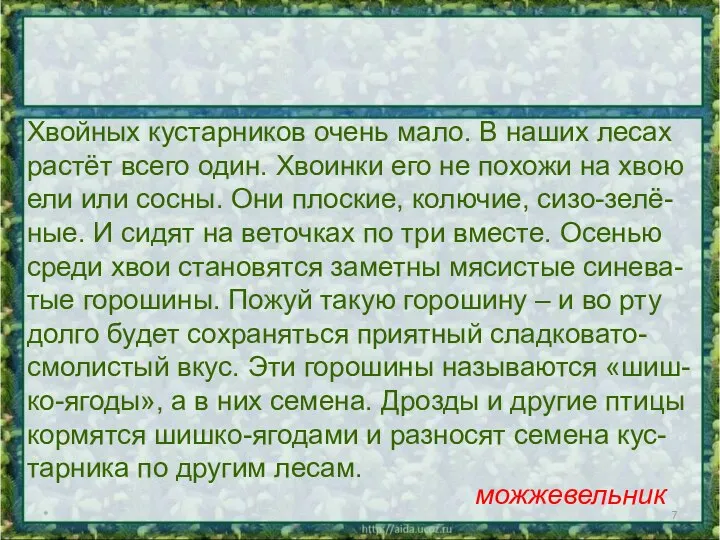 * Хвойных кустарников очень мало. В наших лесах растёт всего один.