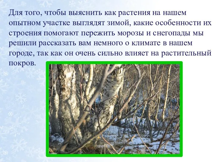 Для того, чтобы выяснить как растения на нашем опытном участке выглядят