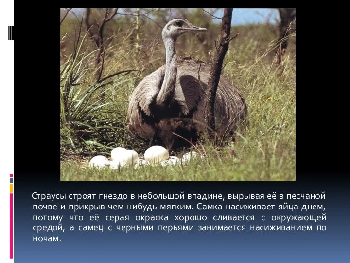 Страусы строят гнездо в небольшой впадине, вырывая её в песчаной почве