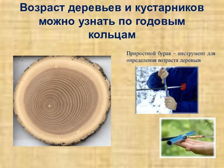 Возраст деревьев и кустарников можно узнать по годовым кольцам Приростной бурав