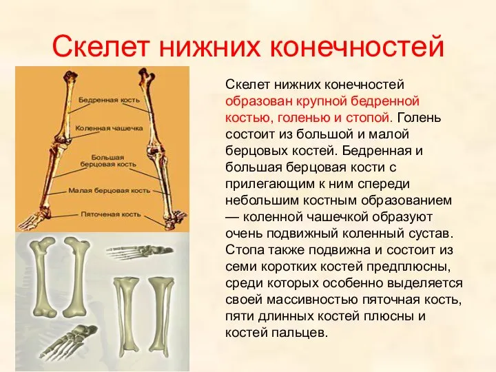 Скелет нижних конечностей Скелет нижних конечностей образован крупной бедренной костью, голенью