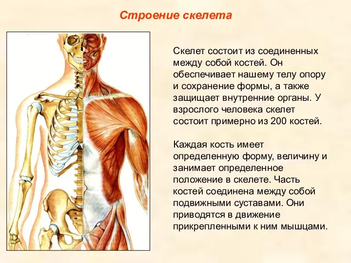 Строение скелета Скелет состоит из соединенных между собой костей. Он обеспечивает