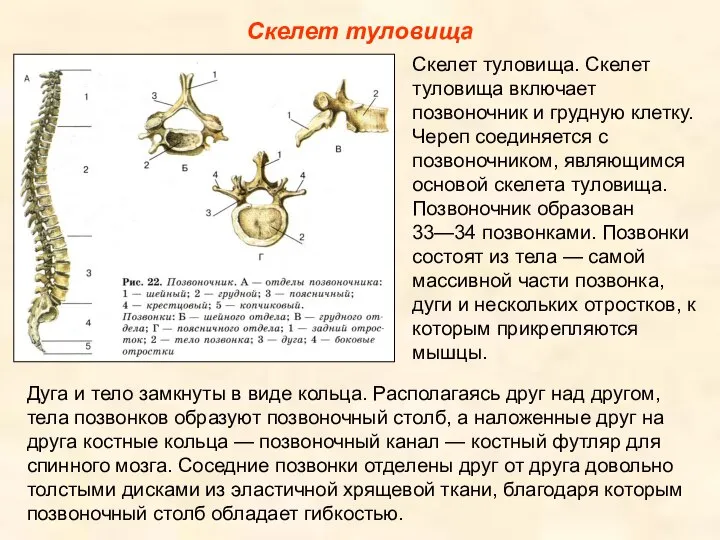 Скелет туловища Скелет туловища. Скелет туловища включает позвоночник и грудную клетку.