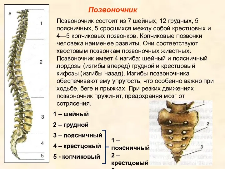 Позвоночник Позвоночник состоит из 7 шейных, 12 грудных, 5 поясничных, 5