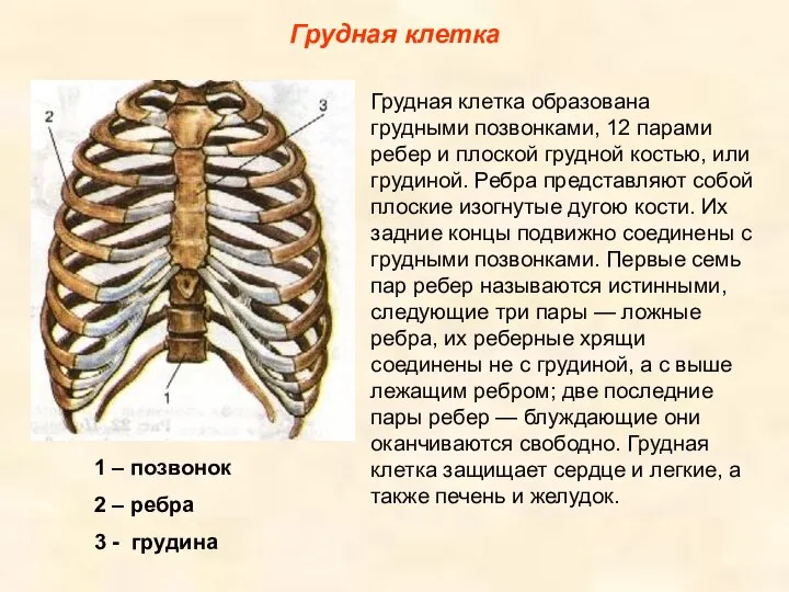 Грудная клетка Грудная клетка образована грудными позвонками, 12 парами ребер и