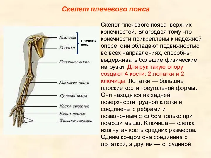 Скелет плечевого пояса Скелет плечевого пояса верхних конечностей. Благодаря тому что