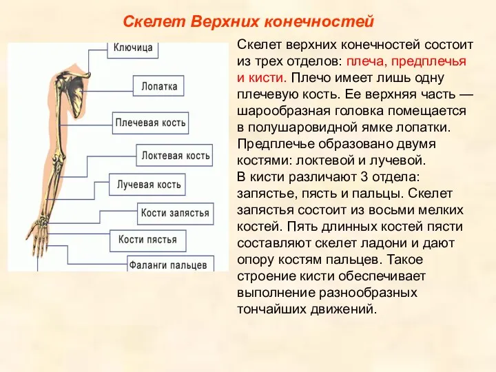 Скелет Верхних конечностей Скелет верхних конечностей состоит из трех отделов: плеча,