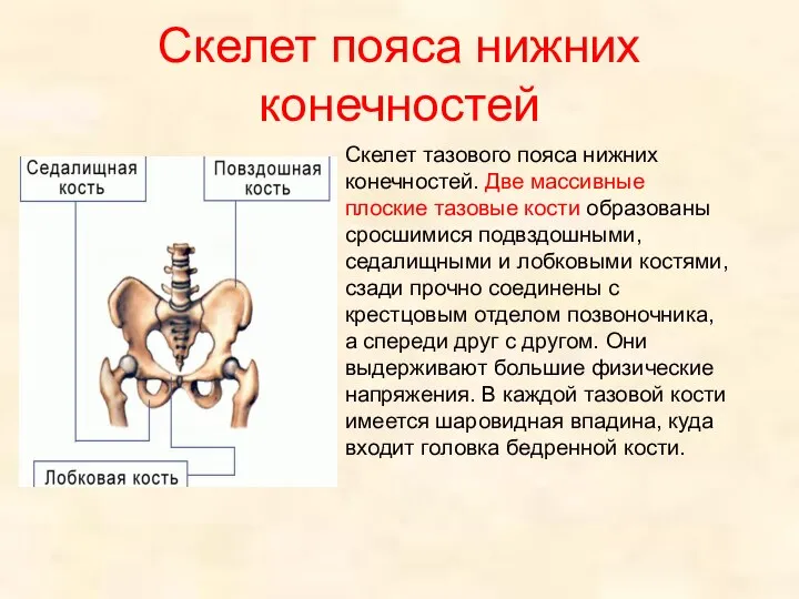 Скелет тазового пояса нижних конечностей. Две массивные плоские тазовые кости образованы