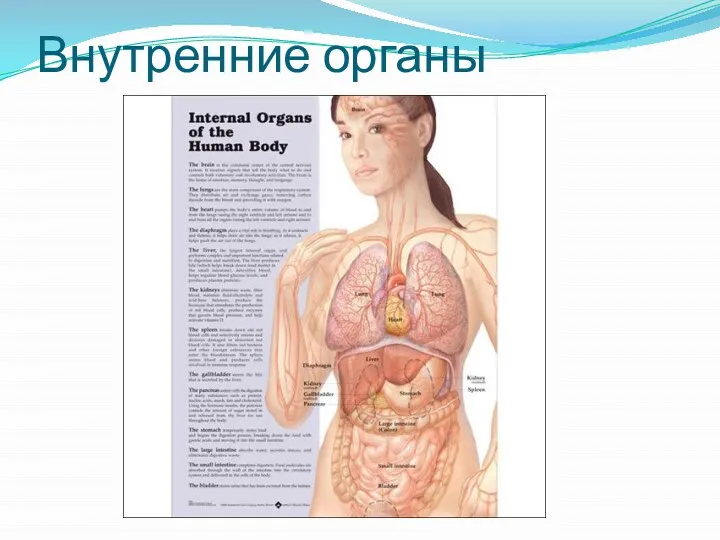 Внутренние органы