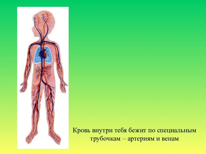 Кровь внутри тебя бежит по специальным трубочкам – артериям и венам