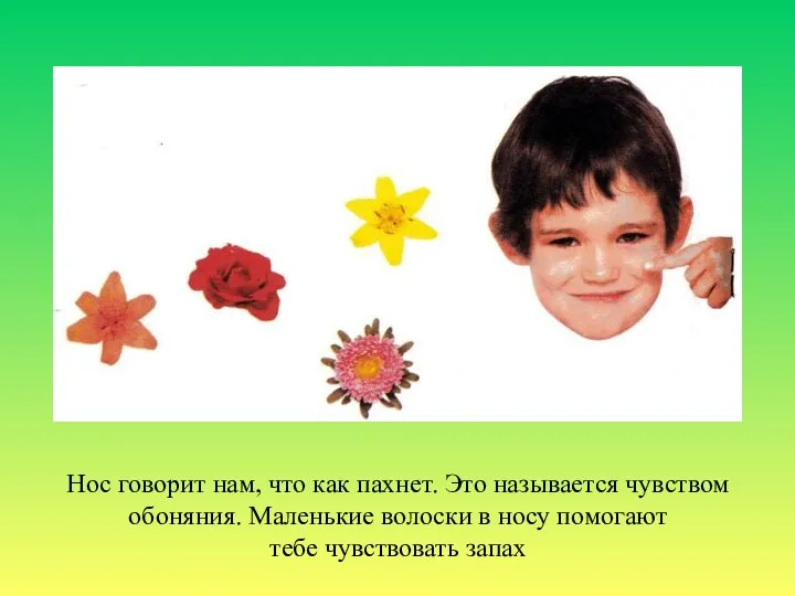 Нос говорит нам, что как пахнет. Это называется чувством обоняния. Маленькие