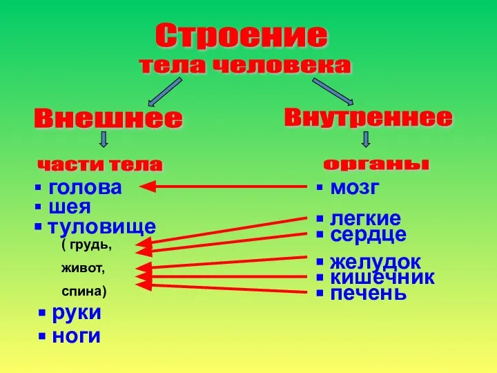 Строение Внешнее Внутреннее тела человека части тела органы голова шея туловище