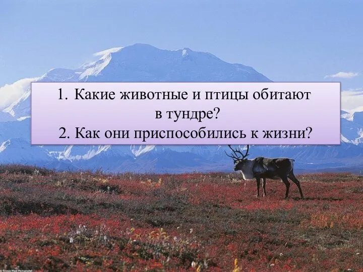 Какие животные и птицы обитают в тундре? 2. Как они приспособились к жизни?