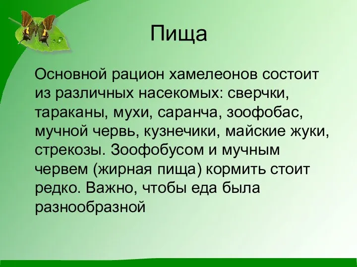 Пища Основной рацион хамелеонов состоит из различных насекомых: сверчки, тараканы, мухи,