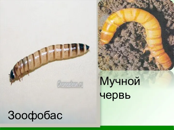 Зоофобас Мучной червь