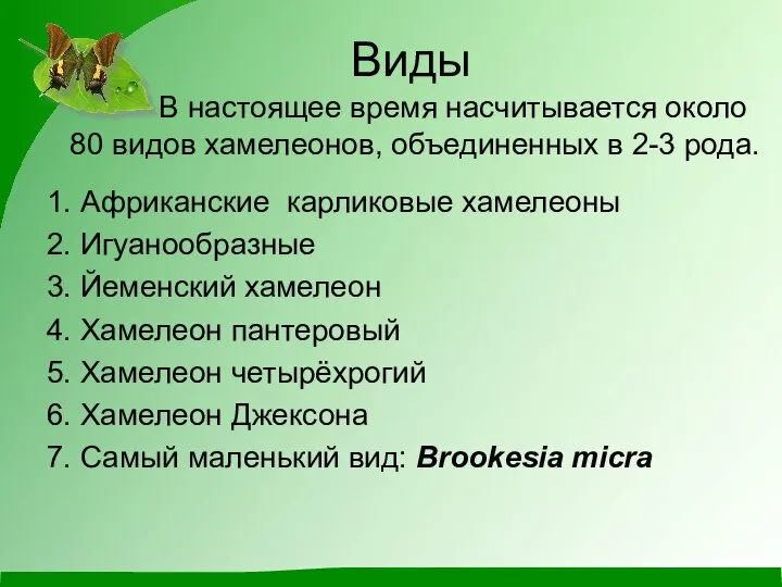 Виды В настоящее время насчитывается около 80 видов хамелеонов, объединенных в