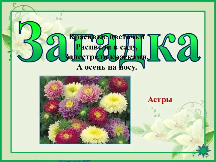 Загадка Красивые цветочки Расцвели в саду, Запестрели красками, А осень на носу. Астры