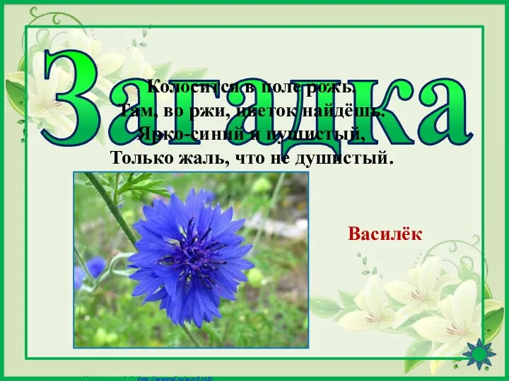 Загадка Колосится в поле рожь. Там, во ржи, цветок найдёшь. Ярко-синий