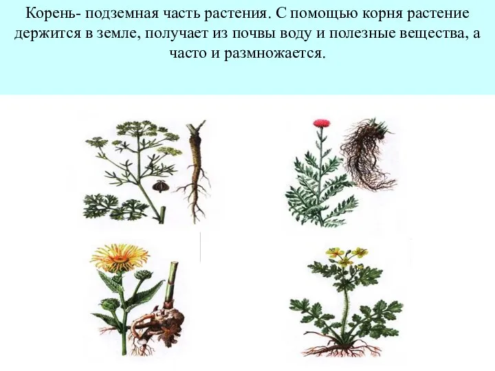 Корень- подземная часть растения. С помощью корня растение держится в земле,