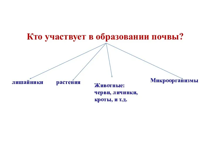 Кто участвует в образовании почвы? лишайники растения Животные: черви, личинки, кроты, и т.д. Микроорганизмы