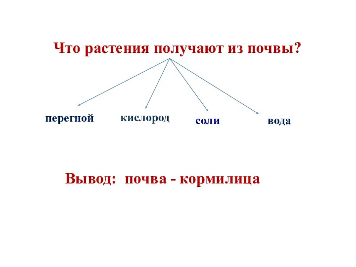 Что растения получают из почвы? перегной кислород соли вода Вывод: почва - кормилица