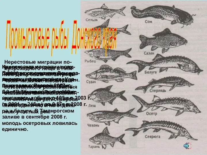 Промысловые рыбы Донского края С 2000 года лов осетров в Азовском