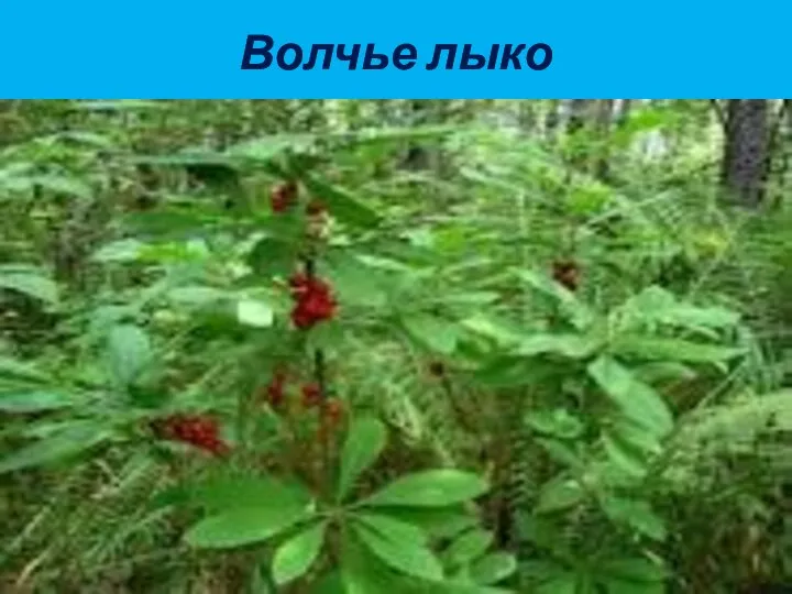 Волчье лыко