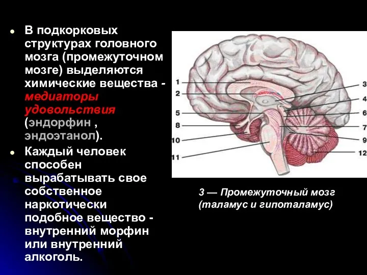 Подкорковый центр это