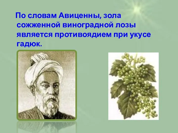 По словам Авиценны, зола сожженной виноградной лозы является противоядием при укусе гадюк.