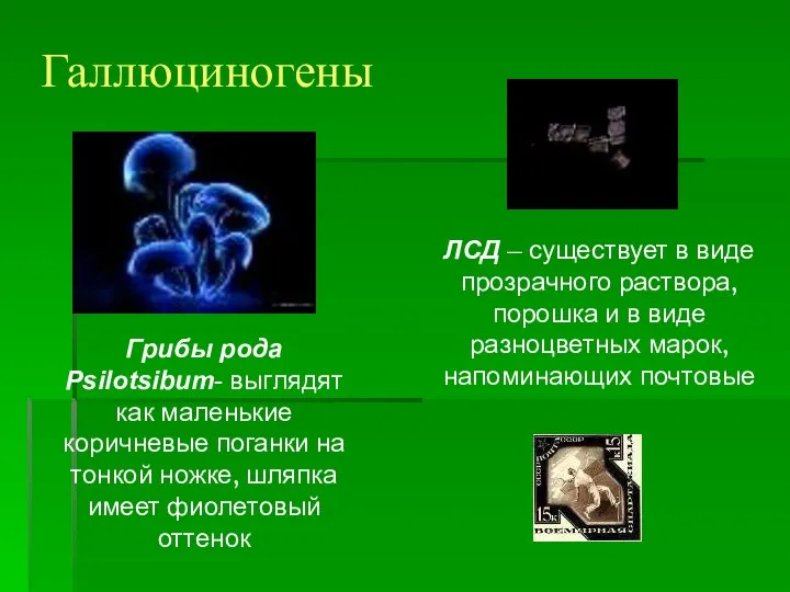 Галлюциногены Грибы рода Psilotsibum- выглядят как маленькие коричневые поганки на тонкой