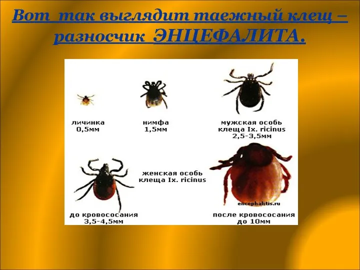 Вот так выглядит таежный клещ – разносчик ЭНЦЕФАЛИТА.