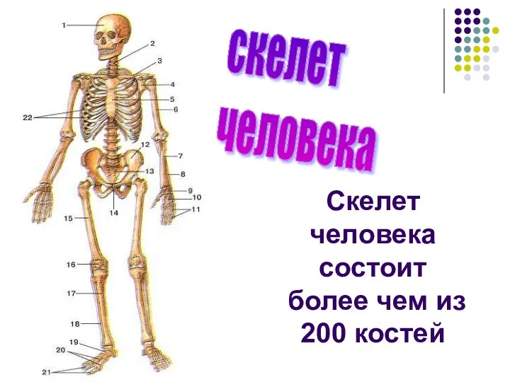 скелет человека Скелет человека состоит более чем из 200 костей