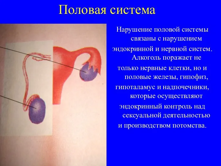 Половая система Нарушение половой системы связаны с нарушением эндокринной и нервной